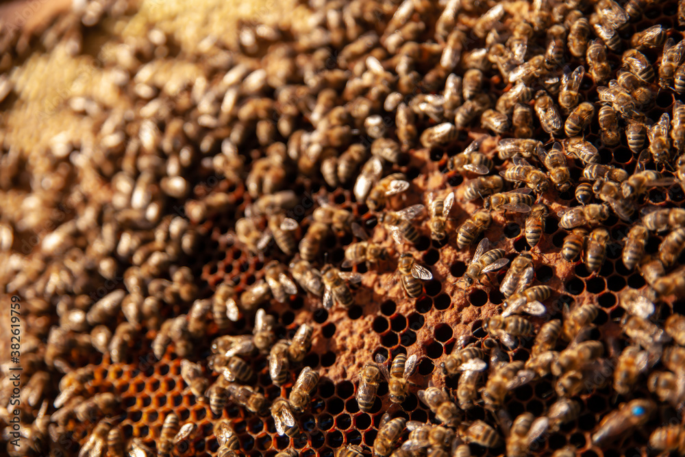 Life of bees. Worker bees. The bees bring honey. Beeswax, apiary. Beekeeper holding frame of honeycomb with bees Life of bees. Worker bees. The bees bring honey. Beeswax, apiary. Beekeeper holding frame of honeycomb with bees