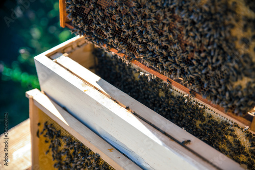 Life of bees. Worker bees. The bees bring honey. Beeswax, apiary. Beekeeper holding frame of honeycomb with bees