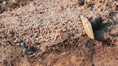 Quartz sand close-up. It is used in the oil and gas industries, construction works, and agriculture. Soft selective focus.