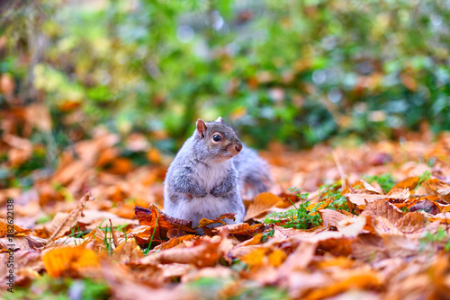 Solitary grey squirrel on autumn leaves