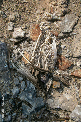 Bones of a dead pelican in an abandoned prison.