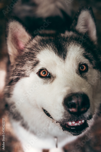 A female Malamute with beautiful intelligent brown eyes. Portrait of a charming fluffy gray-white Alaskan Malamute close-up. Beautiful huge friendly sled dog breed.