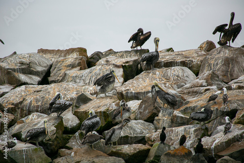 Pelicans and boobies on the rocks of an island off Peru in the Pacific Ocean.