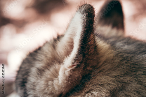 Details, body parts of a large Northern sled dog. Soft fluffy ears of the Alaskan Malamute gray color close-up.