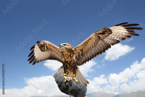The Falcon on the hunter's arm spread its wings, ready to fly, against the blue sky.