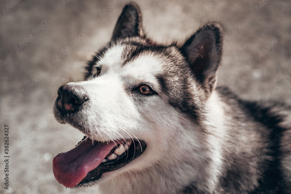 A female Malamute with beautiful intelligent brown eyes. Portrait of a charming fluffy gray-white Alaskan Malamute close-up. Beautiful huge friendly sled dog breed. A female Malamute with beautiful intelligent brown eyes. Portrait of a charming fluffy gray-white Alaskan Malamute close-up. Beautiful huge friendly sled dog breed.