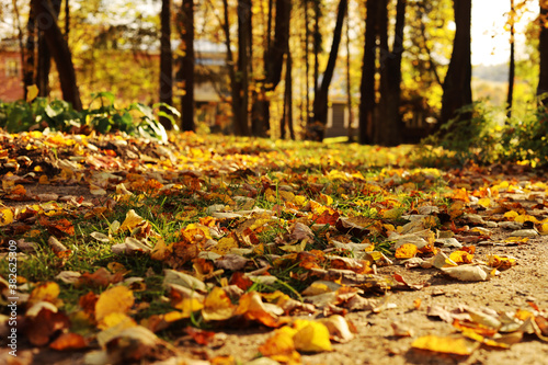 Autumn, yellow leaves on the ground in the park, bokeh, selective focus