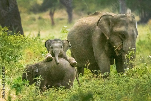 Canvastavla elephant and baby
