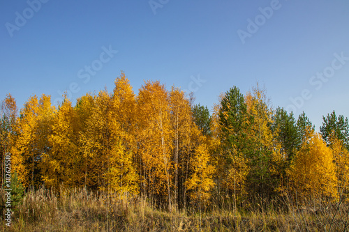 beautiful natural trees with colorful leaves coniferous trees in the forest in autumn against the blue sky