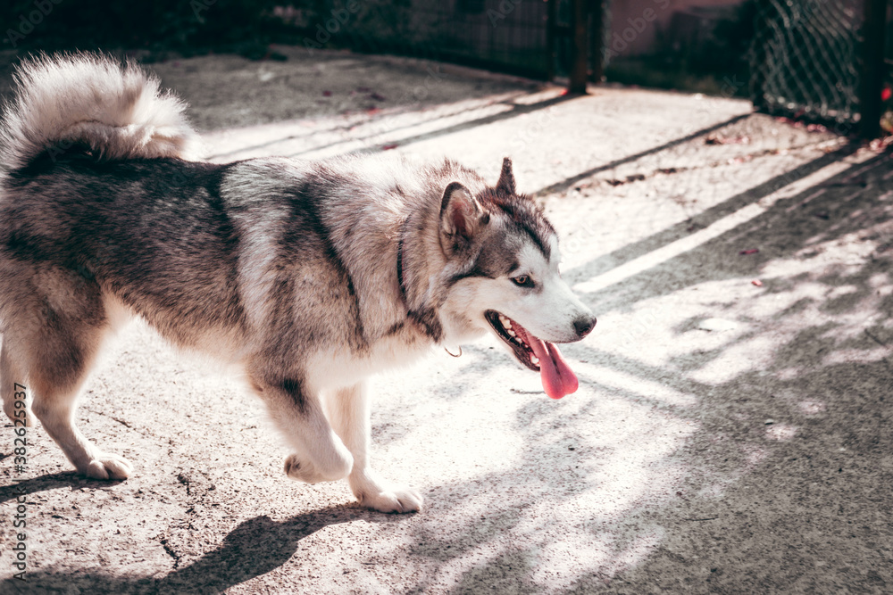 Female Malamute, a huge friendly Northern sled dog breed on a walk. A large fluffy Alaskan Malamute of gray and white color walks on the street. Female Malamute, a huge friendly Northern sled dog breed on a walk. A large fluffy Alaskan Malamute of gray and white color walks on the street.