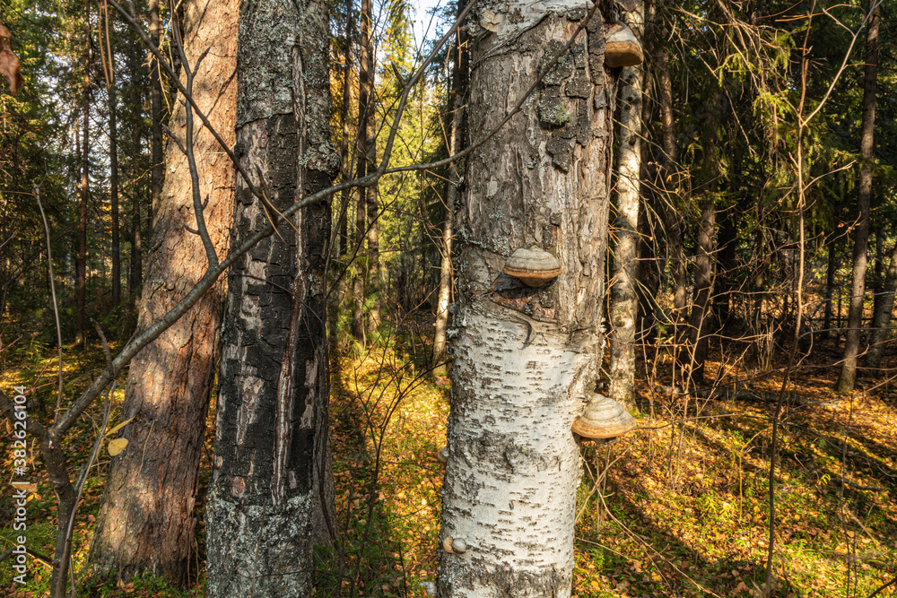 Fototapeta premium medicinal, healthy,natural chaga mushroom on a tree in the forest