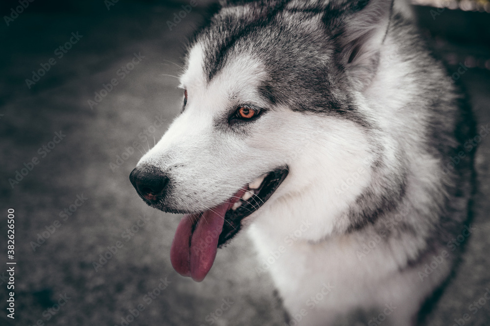 Naklejka premium A female Malamute with beautiful intelligent brown eyes. Portrait of a charming fluffy gray-white Alaskan Malamute close-up. Beautiful huge friendly sled dog breed.