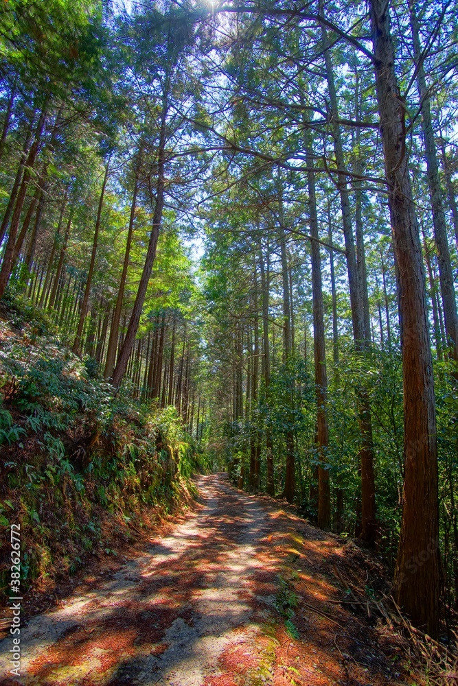 Fototapeta premium 日本の京都の水尾のハイキングコースから見た美しい杉林