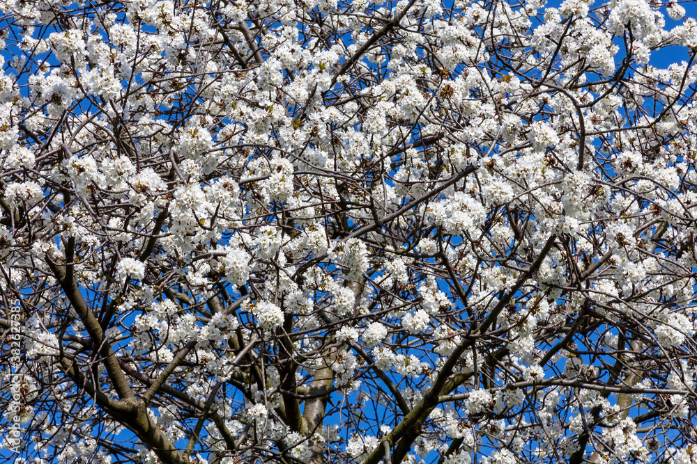 White cherry blossom in flower on a springtime prunus tree branch close up in the spring season with a blue sky stock photo image White cherry blossom in flower on a springtime prunus tree branch close up in the spring season with a blue sky stock photo image