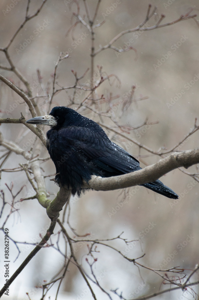 Obraz premium blackbird on a branch