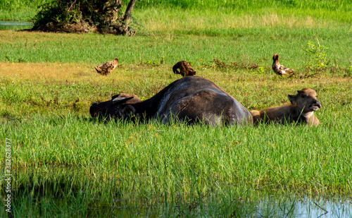 Buffalo, a various caracters of Thai buffaloes, water buffaloes.