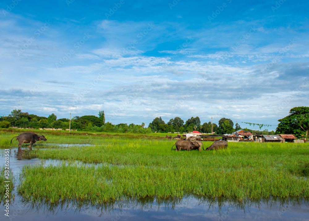 Obraz premium Buffalo, a various caracters of Thai buffaloes, water buffaloes.