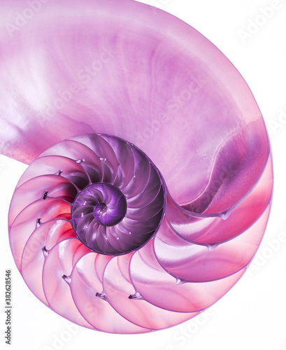 Pink detail of nautilus spiral shell