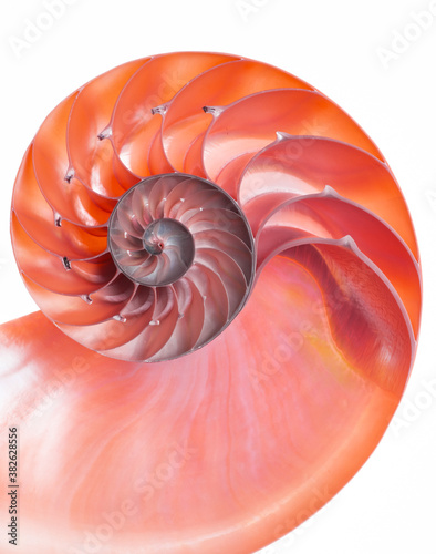 Red detail of nautilus spiral shell