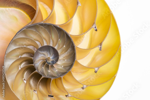 Detail of nautilus spiral shell isolated on white
