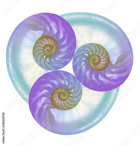 Three colored nautilus shells combined into art