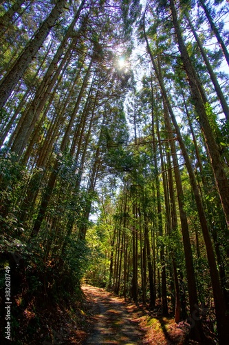 日本の京都の水尾のトレッキングコースと美しい杉林