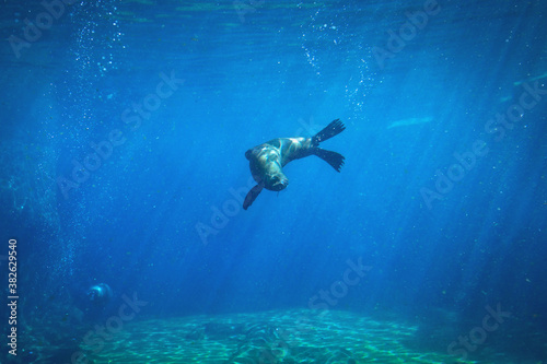 Seal swimming underwater in a natural aquarium