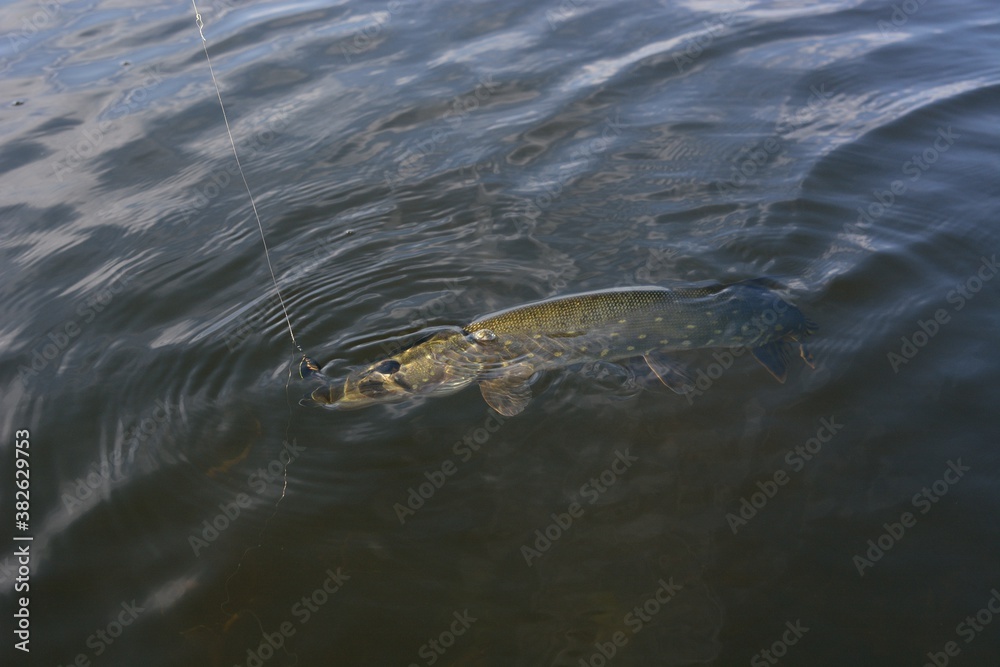 Summer fishing, pike fishing, spinning on the lake Summer fishing, pike fishing, spinning on the lake
