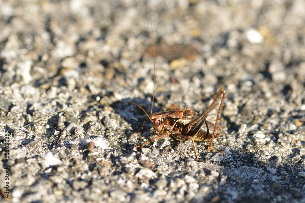 Gewöhnliche Strauchschrecke (Pholidoptera griseoaptera) Gewöhnliche Strauchschrecke (Pholidoptera griseoaptera)