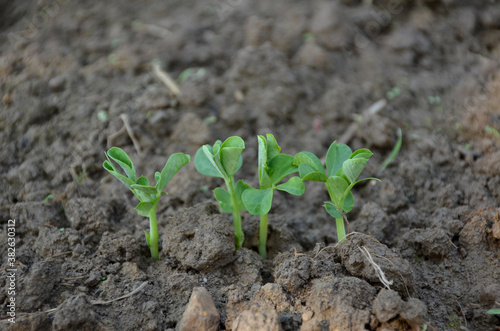 the small ripe green peas plant seedlings in the garden.