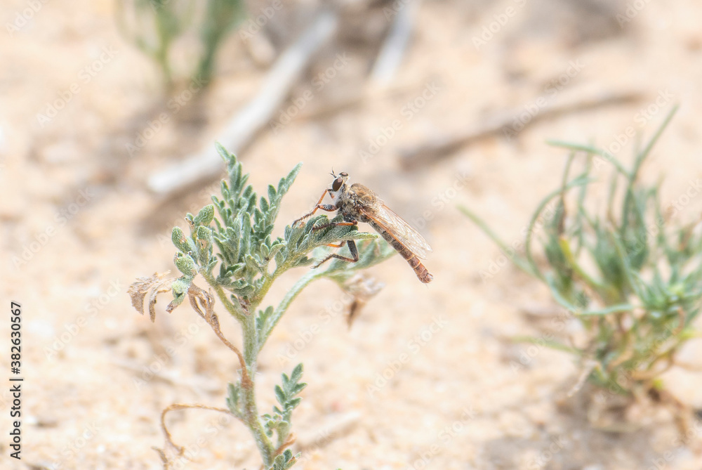 A Large Robber Fly in the Genus Proctacanthella Perches on Green Vegetation as it Waits for Prey to Hunt A Large Robber Fly in the Genus Proctacanthella Perches on Green Vegetation as it Waits for Prey to Hunt