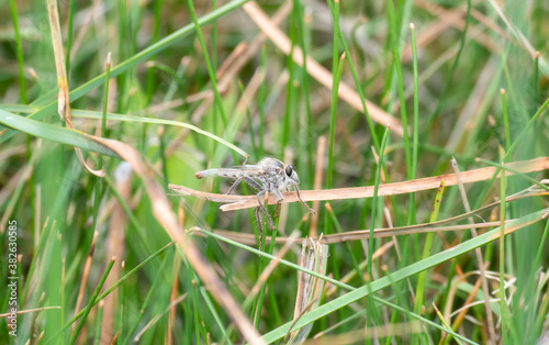 A Large Gray Robber Fly (Scleropogon picticornis) with Huge Black Eyes Waits for Prey Perched on a Dried Stalk of Vegetation in Colorado