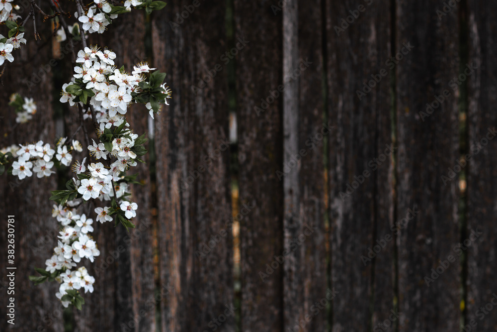 Fototapeta premium White flowers of the spring blossom