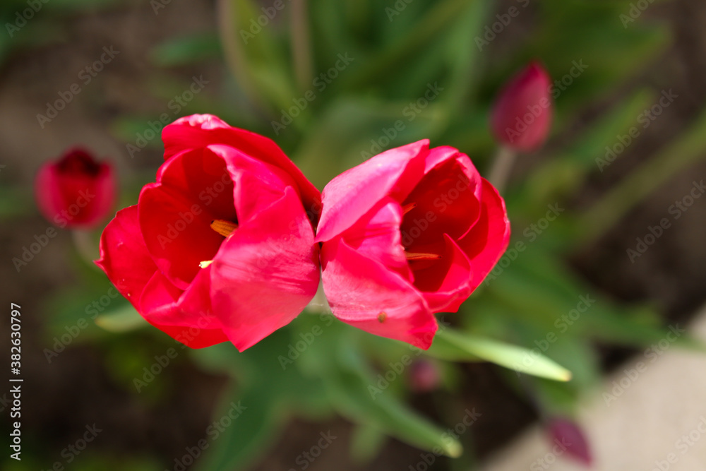 Bright red tulip flower in the garden. Red tulips in nature. Flower in the garden. Red twin tulip.