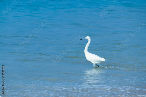 Fototapeta Naklejka Na Ścianę i Meble -  Crane Bird in Beach