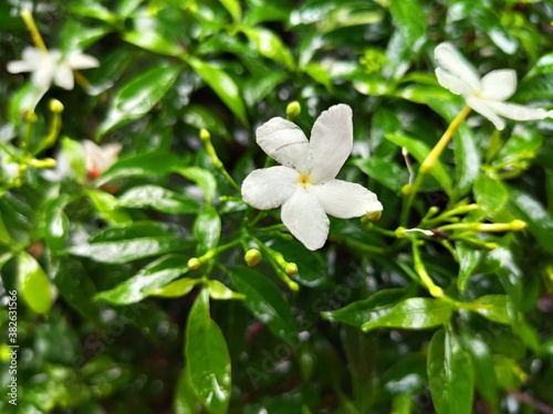 White crepe jasmine flower in green. stock images/photography