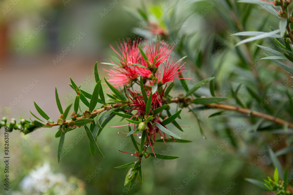 Bottlebrush plant after the rain in an English garden Bottlebrush plant after the rain in an English garden