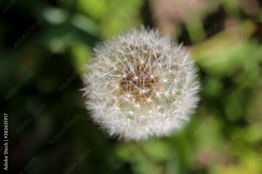 Common Dandelion in nature. Common Dandelion in the garden. Flower with green background. Full dandelion flower.