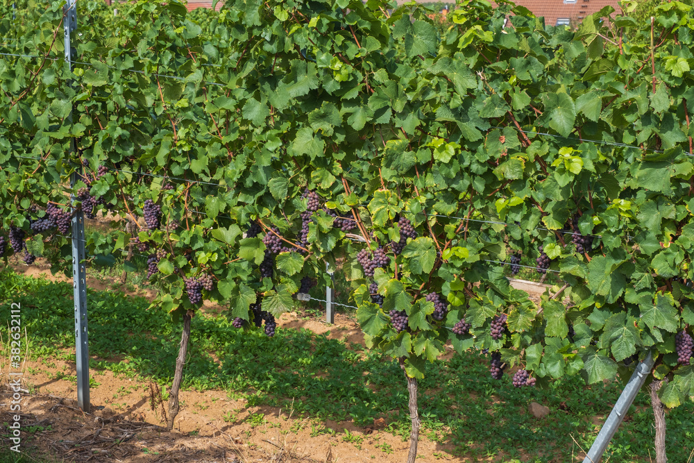 A row of vines with ripe juicy blue grapes in Rheinhessen / Germany shortly before the harvest