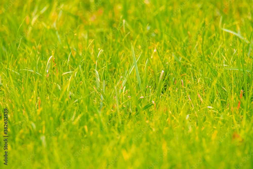 Fototapeta premium Bright Green Natural Grass Summer Spring