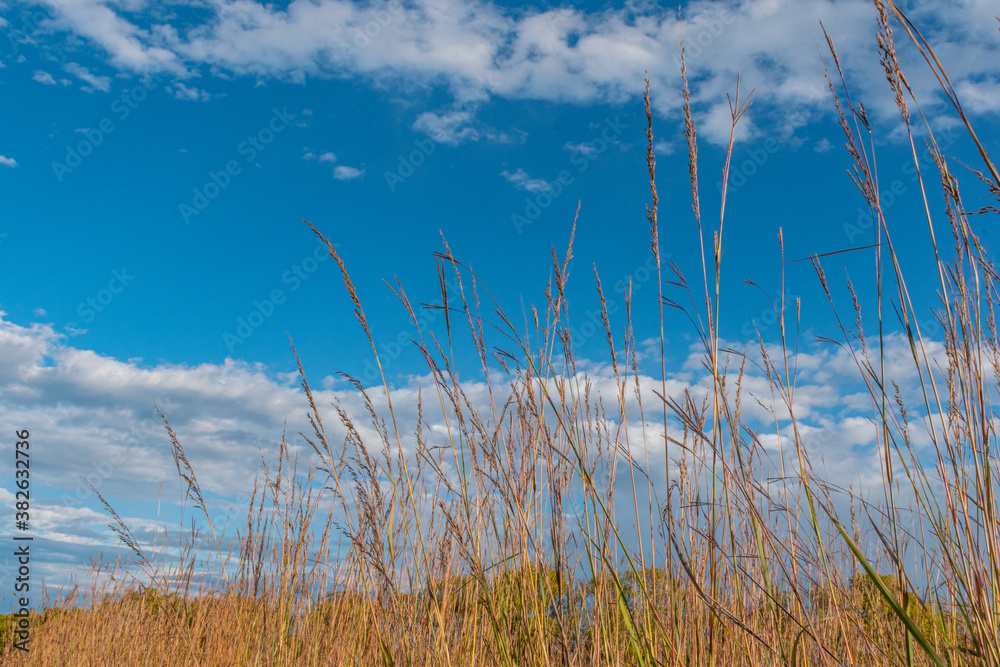 Obraz premium Field of tall grass under blue sky with white clouds at end of autumn day 