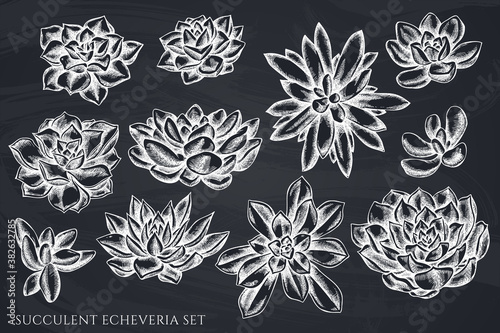 Vector set of hand drawn chalk succulent echeveria