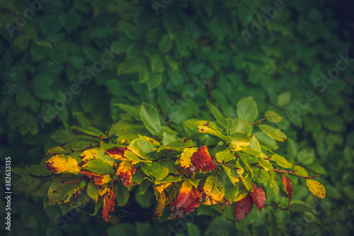 Green  red  yellow leaves of a tree  colorful autumn lights. Abstract weather  nature background concept