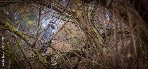 Grey heron ardea cinerea wild bird stood on perch of branch in large tree