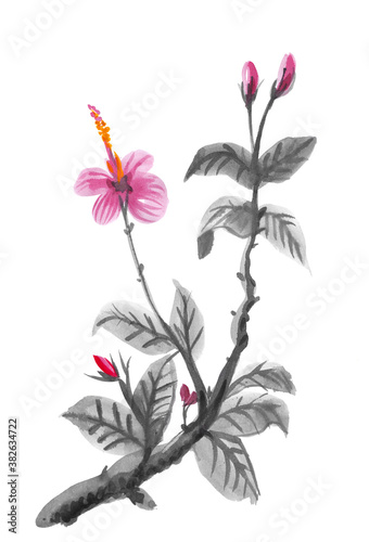 Flowering branch of hibiscus. Blooming flower hibiscus. Watercolor illustration  jpg 