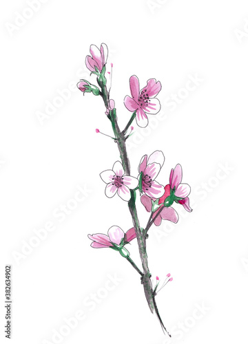 Watercolor sakura blossom - Japanese cherry tree isolated on white background. Plum Blossom. Pink flowers, jpg illustration