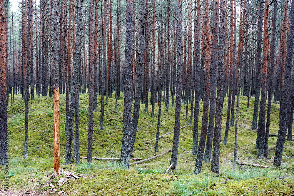 Fototapeta premium Beautiful natural landscape. Pine forest in the coastal region of the Baltic Sea in Latvia.