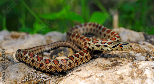 Leopard snake - Peloponnese, Greece / Leopardnatter (Zamenis situla) Peloponnes, Griechenland photo