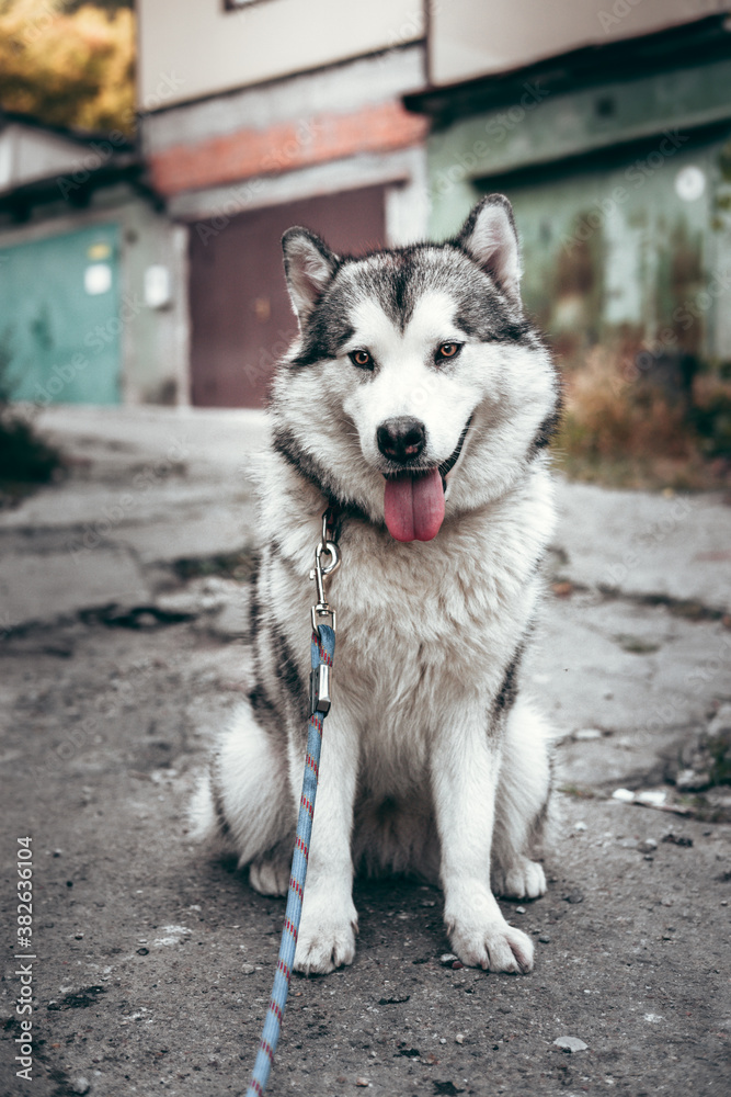 Female Malamute, a huge friendly Northern sled dog breed. Grey fluffy Alaskan Malamute sits and rests in the Park on the paved road.