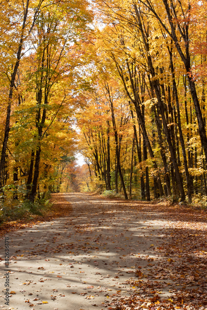 Obraz premium Road In Autumn